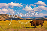 Yellowstone National Park - Bison - Badge - Lantern Press Photography