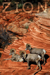 Zion National Park, Utah - Bighorn - Photography by RJ Hooper