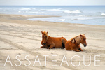 Assateague, Maryland - Wild Horses on Beach - Lantern Press Photography