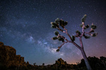 Joshua Tree - Milky Way - Lantern Press Photography