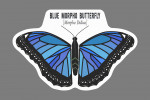 Blue Morpho Butterfly - Specimen