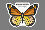 Monarch Butterfly - Specimen