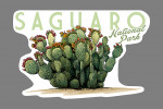 Saguaro National Park, Arizona - Prickly Pear Cactus
