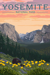 Yosemite National Park, California - Bears & Spring Flowers Poppies