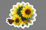 Sunflowers - Photography - Butterfly - Contour