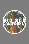 Big Sur, California - Redwoods - Looking Up Tree - Contour - Lantern Press Artwork