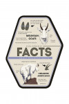 Colorado - Facts About Mountain Goats - Contour